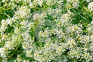 Wild field plant Cochlearia officinalis in close-up