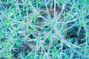 Wild field plant herb in sunshine soft blue ton