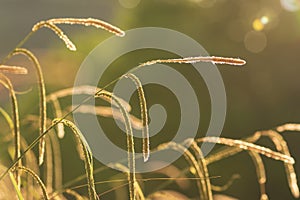 Wild field of summer grass at sunset background with copy space