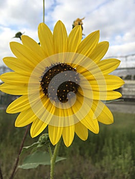 Wild Field sunflower