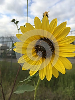 Wild Field sunflower