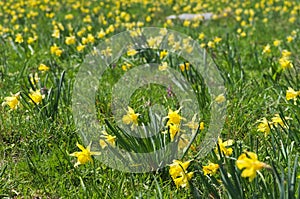 wild field of yellow daffodils