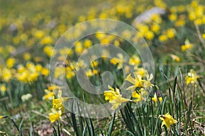 wild field of yellow daffodils