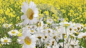 Wild field with yellow dandelions  and white daisy flowers and green grass nature landscape