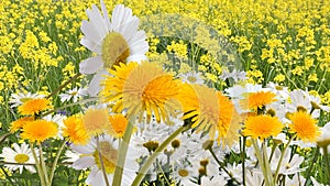 Wild field with yellow dandelions  and white daisy flowers and green grass nature landscape