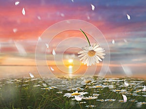 Wild field yellow  flowers on pink sunset blue cloudy sky sunset at sea on front daisy flowers