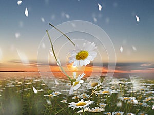 Wild field yellow  flowers on pink sunset blue cloudy sky sunset at sea on front daisy flowers