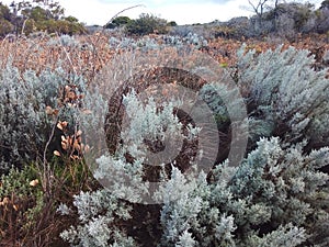 Wild Fields In South Africa