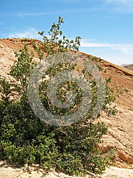 Wild fig tree in dry mountains of Iranian desert  , Ficus carica