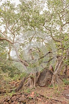 Wild fig tree growing around boulder at the Waterberg Plateau