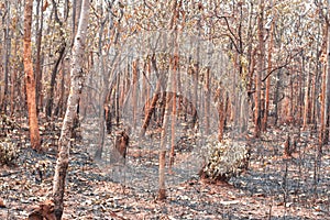 Forest fire burns tropical forests