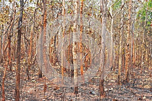 Forest fire burns tropical forests