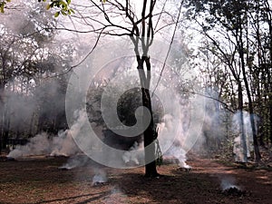 Wild fire in the forest in the dry season in Asia