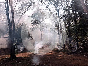 Wild fire in the forest in the dry season in Asia