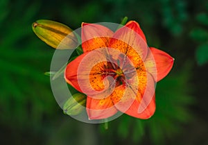 Wild fire red flower on the green background at sunset