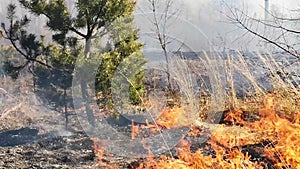 Wild fire in spring close up view.