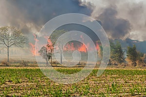 Wild fires that are spreading to sugarcane of farmers fields and have the large smoke groups