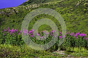 Wild Fireweed