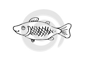 Wild fish. Aquatic animal character. Underwater world. Outline sketch. Hand drawing is isolated on a white background photo