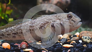 Wild fish goby in the aquarium. Cottus gobio