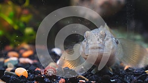 Wild fish goby in the aquarium. Cottus gobio