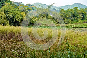 Wild fish pond overgrown with aquatic plants and reeds in the countryside