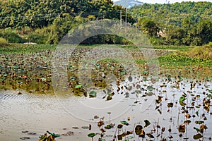 Wild fish pond overgrown with aquatic plants and reeds in the countryside