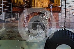 Wild fishing cat in a water tank at a sanctuary