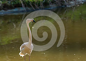Wild flamingo bird in a group by the water