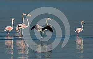 Wild flamingo birds in a conservation area