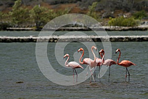 Wild Flamingos in Curacao