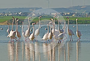 Wild flamingos flock at Larnaca salt lake