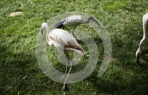 Wild flamingos park