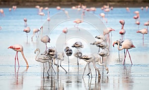 Wild flamingos at the salt lake of Larnaca, Cyprus