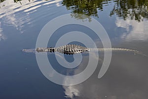 Wild Floating Alligator in Calm Water