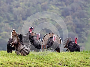 Wild flock of Turkeys photo