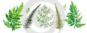 Wild flora, ferns and adiantum, Watercolor bright greenery collection photo