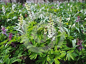 Wild floral carpet made of bulbous white fumewort Corydalis cava and snowdrop flowers Galanthus nivalis blooming in the