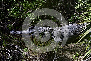 Wild Florida Alligator missing a limb.