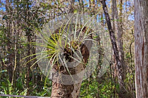 Wild Florida Bromeliad