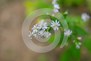 Wild flower of Appalachian mountains