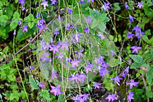 Wild flower in Apuseni Mountains