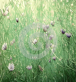 Wild flower art print on paper