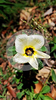 wild flower with attractive colours