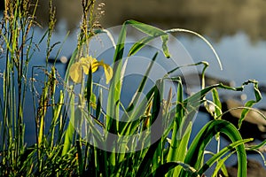 Wild flower of beautiful golden iris and other plants on the river bank early in morning, dawn, first rays of the sun