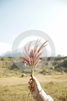 Wild Flower In  Beautiful Savana