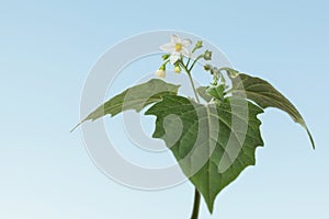 Wild flower of Black nightshade