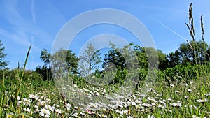 Wild flower blooming with blue sky