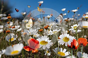 wild flower blooming field of cornflowers and daisies flowers ,poppy flowers, blue sunny sky ,butterfly and bee