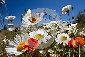 wild flower blooming field of cornflowers and daisies flowers ,poppy flowers, blue sunny sky ,butterfly and bee